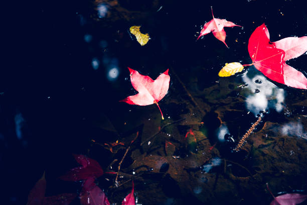 istock Red maple leaf in water at Phu Luang Wildlife Sanctuary, Loei, Thailand.( Acer calcaratum ) 2150935232