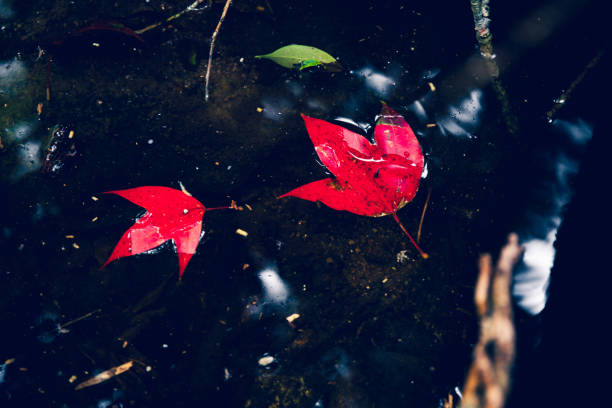 Red maple leaf in water at Phu Luang Wildlife Sanctuary, Loei, Thailand.( Acer calcaratum )