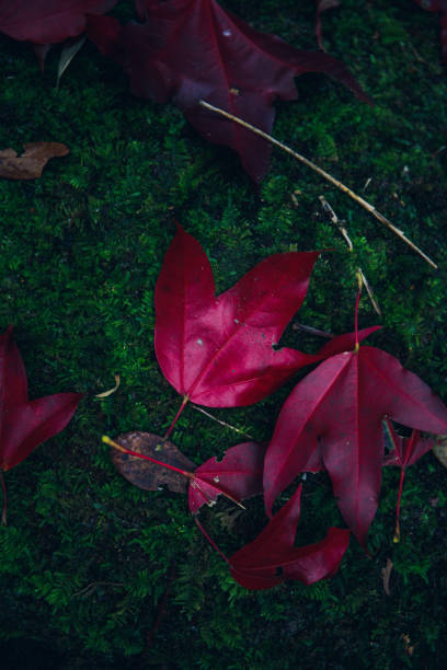 Red maple leaf at Phu Luang Wildlife Sanctuary, Loei, Thailand.( Acer calcaratum )