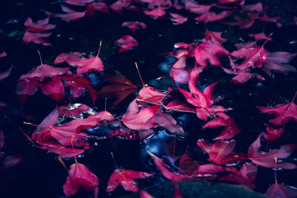 Red maple leaf in water at Phu Luang Wildlife Sanctuary, Loei, Thailand.( Acer calcaratum )