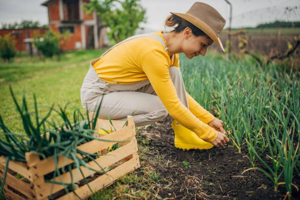 istock Farmer woman picking young onions 2150935358