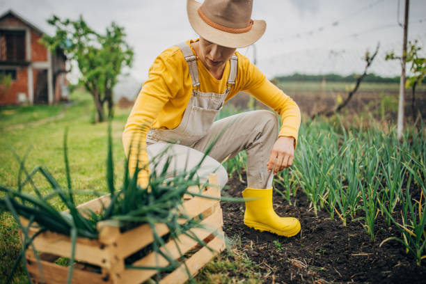 Farmer woman picking young onions