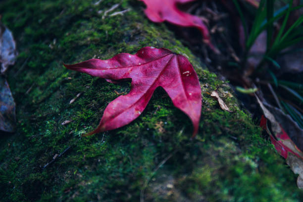 Red maple leaf at Phu Luang Wildlife Sanctuary, Loei, Thailand.( Acer calcaratum )