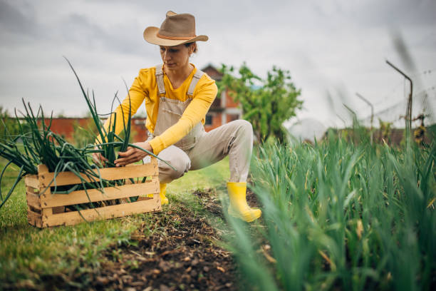 istock Farmer woman picking young onions 2150935575