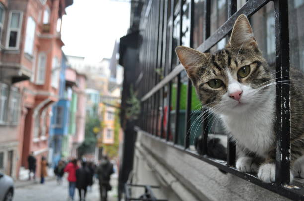 tabby stray cat looking at the street from the window