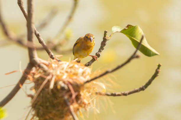 istock Tiny Asian yellow warbler bird building the nest by pulling twigs together in the morning. 2150937399