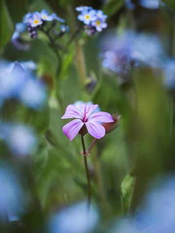 A lone Herb robert flower in amongst Forget-me-not flowers