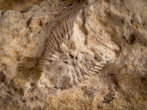 istock Archaeological ancient fossil in limestone 2150939124