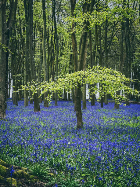 Low-angled sunlight shines through trees in bluebell woods of Dorset near Blandford