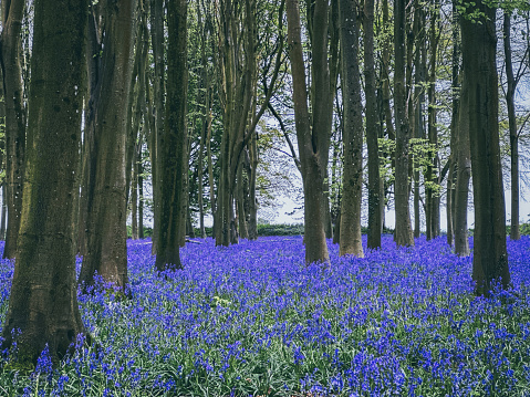 A carpet of Bluebells in Badbury Hill, Faringdon, Oxfordshire, England