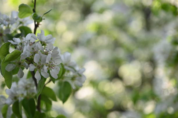 istock close-up pear blossom texture as background, white pear blossoms as background, pear branches as background 2150939934