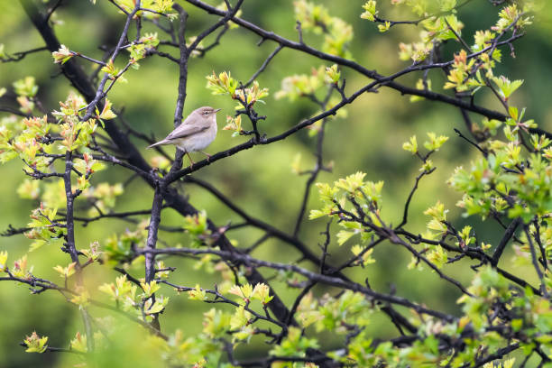 Chiffchaff Bird Wild - Free photo on Pixabay