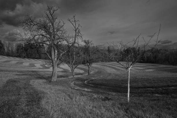 A black and white shot of a forest next to a field during gloomy weather