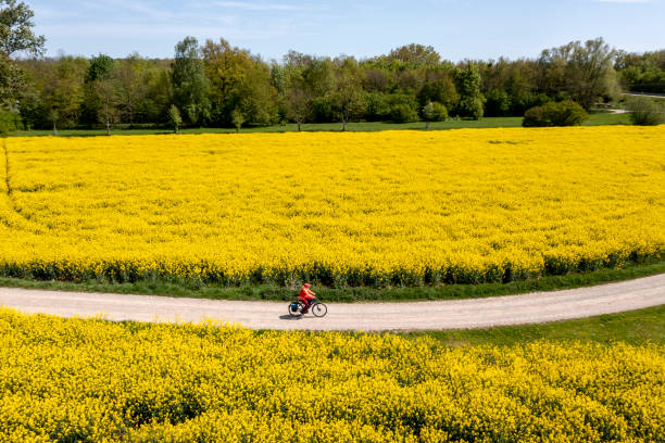 istock Riding bike among rapeseed fields 2150942466