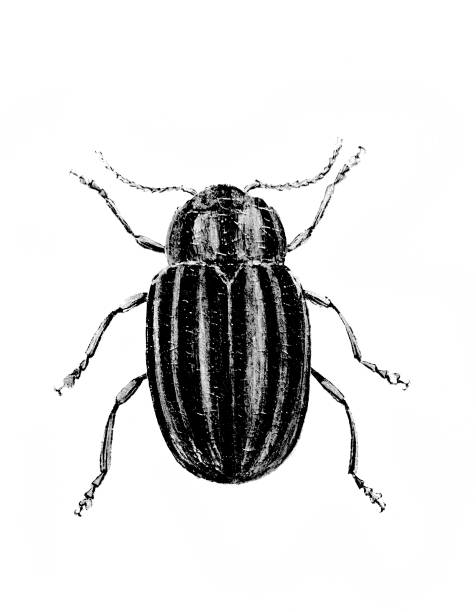 Big bug in the old book D'Histoire Naturelle by Erichson, 1847, Paris