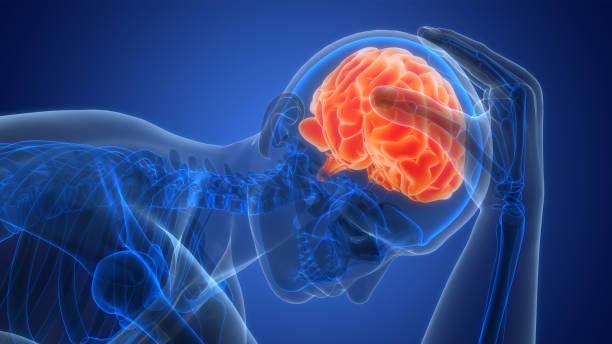 istock Central Organ of Human Nervous System Brain Anatomy 2150944473