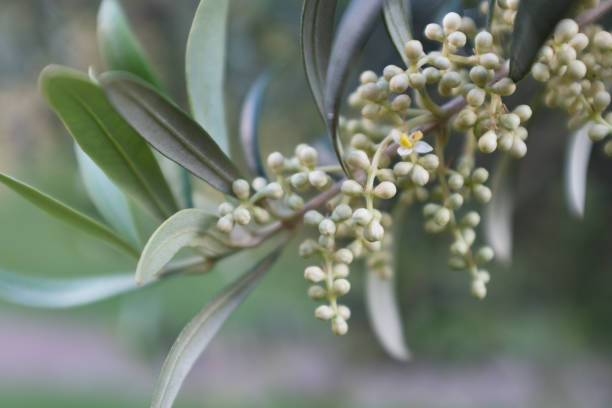 Blooming olive branch with emerging buds on the green background. White olive flowers for publication, poster, calendar, post, screensaver, wallpaper, cover, website. High quality photography