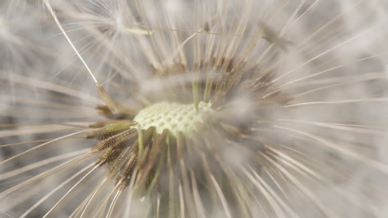 Beautiful detail shot of a dandelion bud.