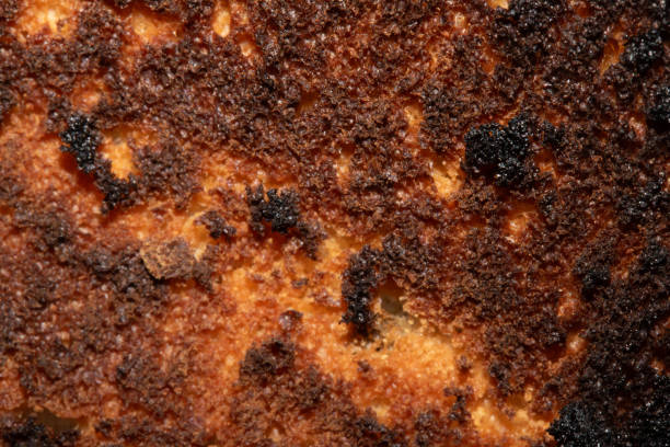 istock Very Burnt Bread Roll Toast Close Up Texture Close Up 2150946401