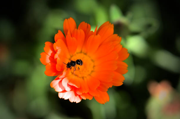 Insect intent on collecting pollen