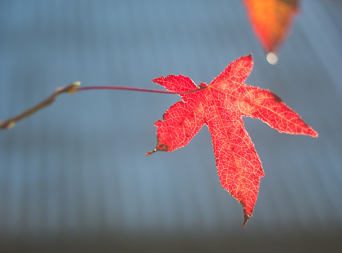 Close up of sweetgum leaf with minimal decay and out of focus background.