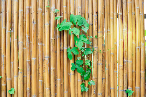 istock A gourd vine inserted on a yellow bamboo fence. Soft and selective focus. 2150948342