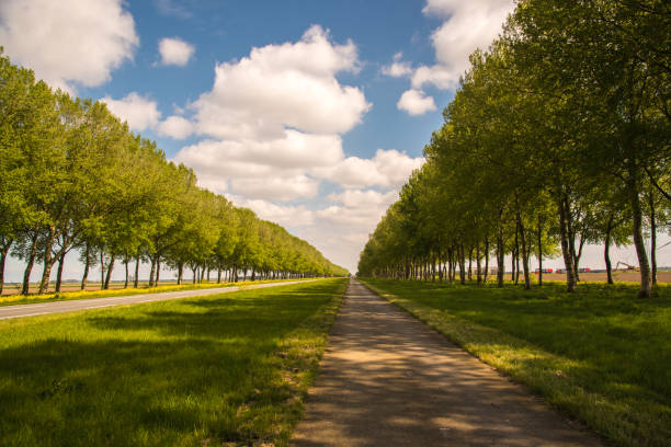Spring scene with treelined avenue in Greenwich park