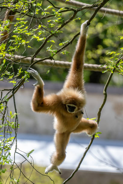 Hug in the jungle, light Pale-faced gibbon with her baby in the forest of Sumatra, gunung leusur Indonesia