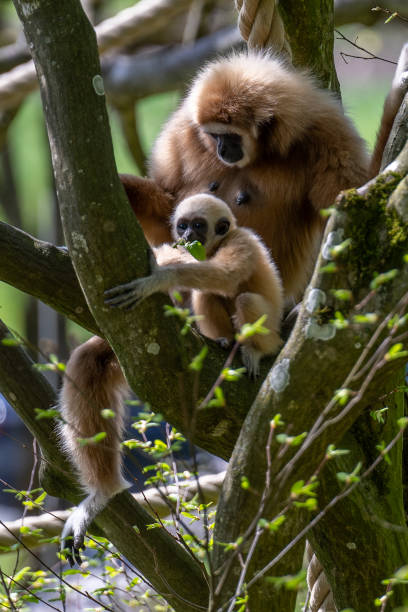 istock WHITE-HANDED GIBBON with offspring in the trees 2150948796