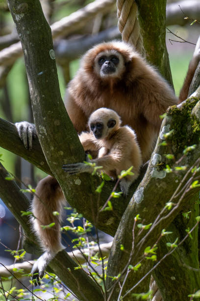 WHITE-HANDED GIBBON with offspring in the trees