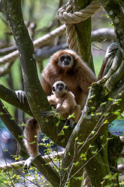istock WHITE-HANDED GIBBON with offspring in the trees 2150948940