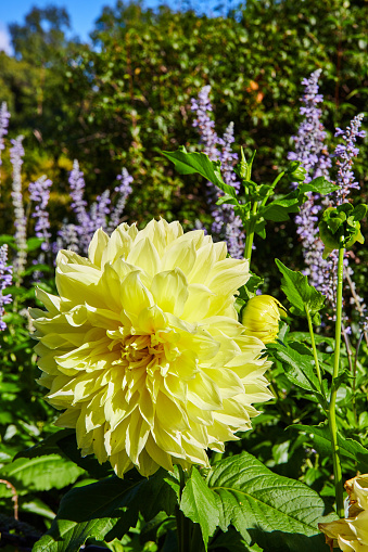 Vibrant yellow dahlia in full bloom amidst purple salvia in lush Botanic Gardens, Elkhart, Indiana, 2023 - a nature's tableau signifying growth and vitality.