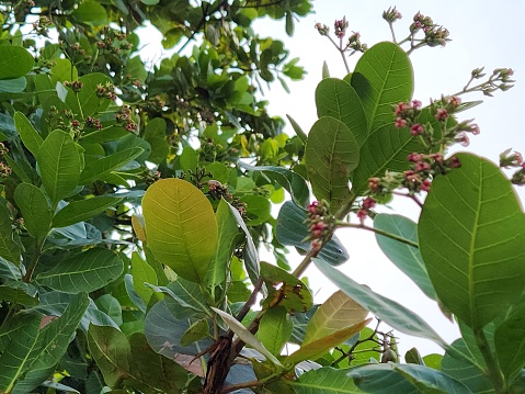 This image captures the beauty of cashew tree flowers in full bloom during springtime. The delicate petals contrast with the green of the leaves, creating a charming scene that celebrates the rebirth of nature.