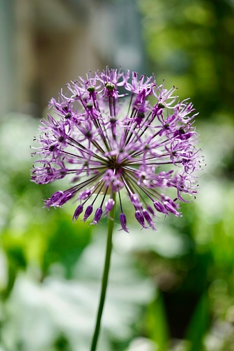 Macro Shot of an Ornamental Onion Flower