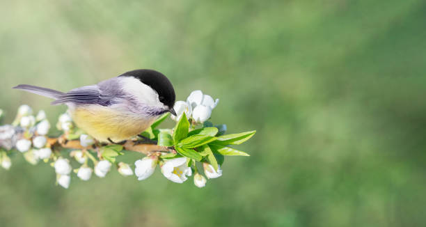 istock Single small great tit bird with yellow feathers sitting on a blossoming branch with white flowers in garden with copy space 2150951143