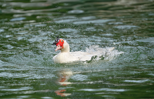 Muscovy duck in the Borghese gardens pond