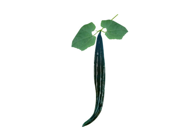 istock Trichosanthes cucumerina or snake gourd 2150952225
