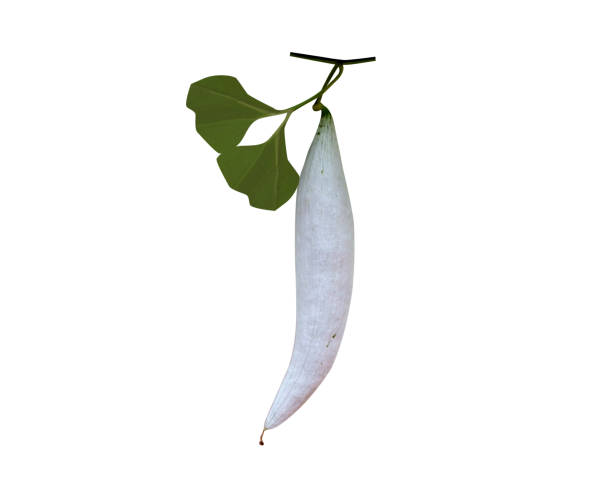istock Trichosanthes cucumerina or snake gourd 2150952257