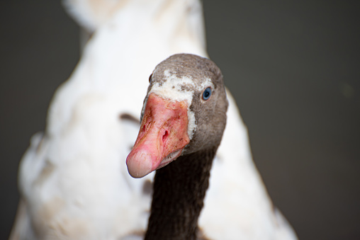 Goose, details of a beautiful goose, natural light, selective focus.