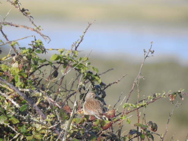 istock Close rear view of a Linnet perching on a thorny bramble bush 2150952369