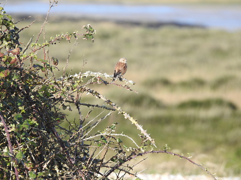 Rear view of the bird, which is looking towards the right. There is out-of-focus marshland in the background.