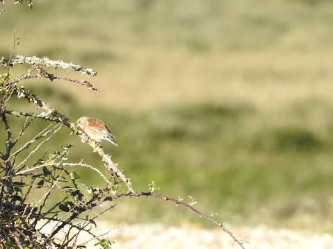 Side view of the bird, which is facing to the left with beak at edge of the stem. There is out-of-focus marshland in the background.