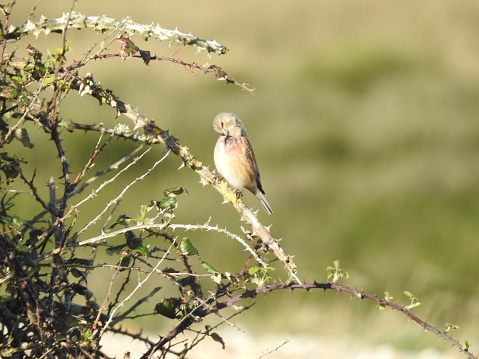 The bird is facing towards the left with its head pointing down towards its chest. There is out-of-focus marshland in the background.