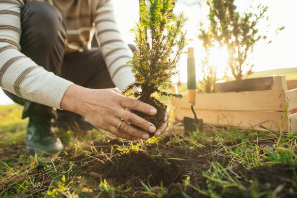 Man planting trees outdoors in springtime Mature man planting trees outdoors in springtime planting stock pictures, royalty-free photos & images