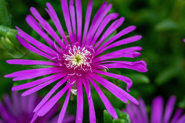 pink blossom flower with green background