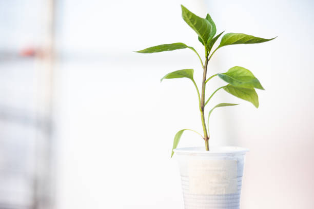 istock Young sprout in a plastic glass on white blurred background. Pepper seedling grow for publication, poster, calendar, post, screensaver, wallpaper, cover. High quality photo 2150955532