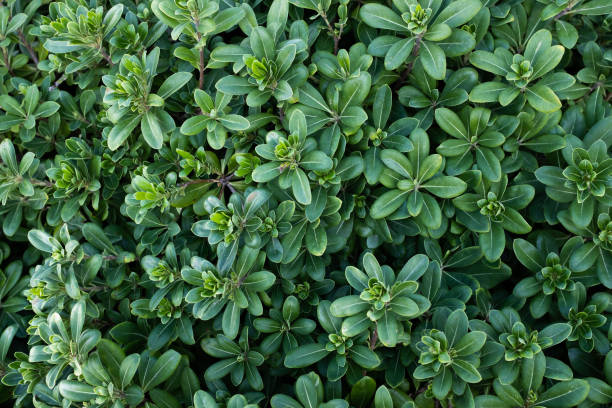 istock Background from creeping thyme ground cover. Fragrant thymus serpyllum for publication, poster, screensaver, wallpaper, postcard, banner, cover, post. High quality photo 2150955694