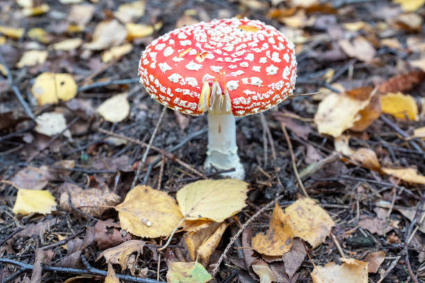 One red fly agaric among the fallen leaves, top view. Handsome poisonous mushroom for publication, poster, screensaver, wallpaper, postcard, banner, cover. High quality photography