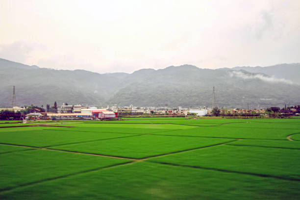 istock The Rice Farm, Hualien, Taiwan 2150956816