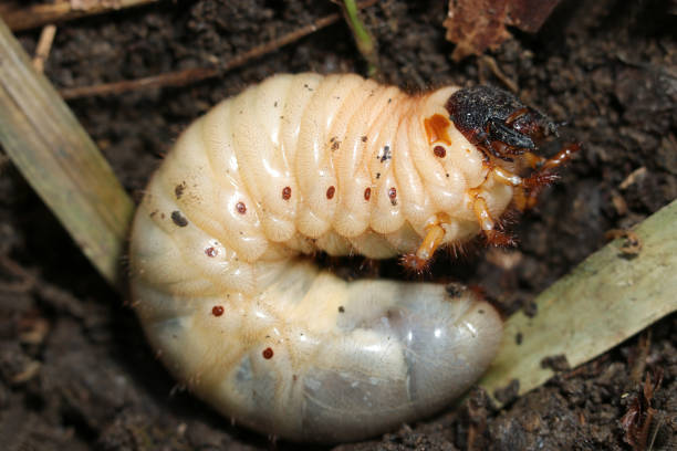 istock Japanese rhinoceros beetle (Kabutomushi) larva (Natural+flash light, macro close-up photography) 2150957838